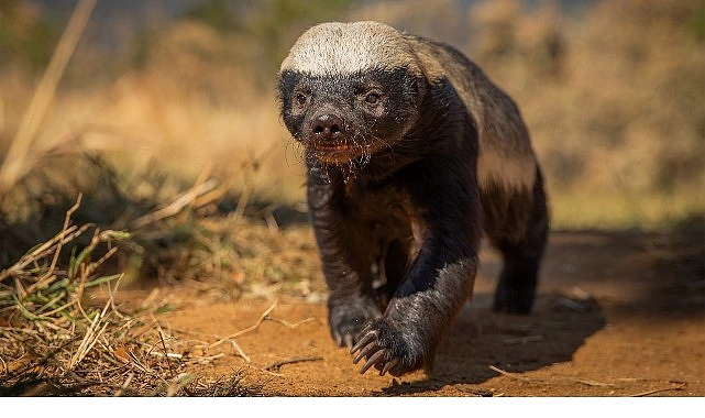 Doğal Yaşamın Süper Yıldızları ‘Ötekiler’in Etkileyici Hikayesi