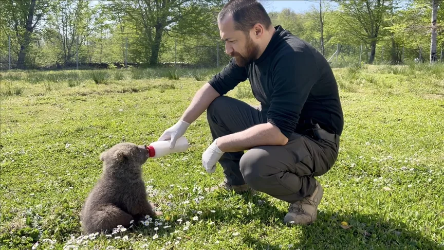 Sinop’ta doğada bulunan 2 ayı yavrusunu veteriner hekimler besledi