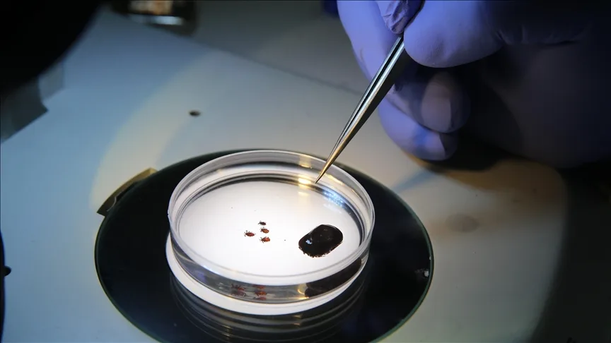 Toplu iğne başı kadar küçük olabilen kenelere dikkat