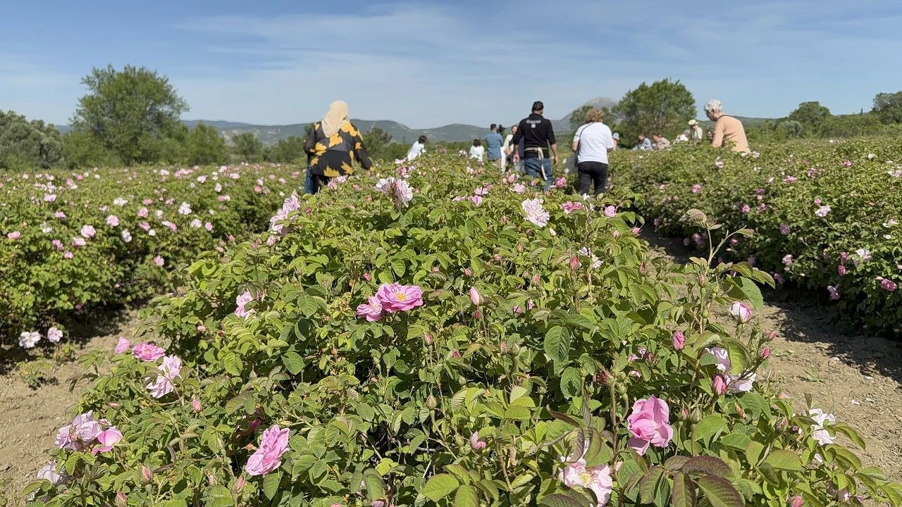 Gülün başkentinde hasat vakti! Isparta’da güller toplanmaya başlandı