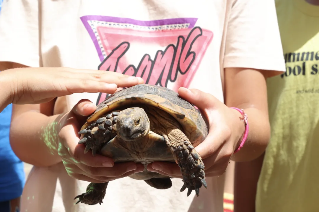 Büyükşehir’den çocuklara özel kaplumbağa etkinliği