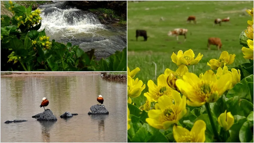 Sarıkamış’ın doğası yağışlarla renklendi