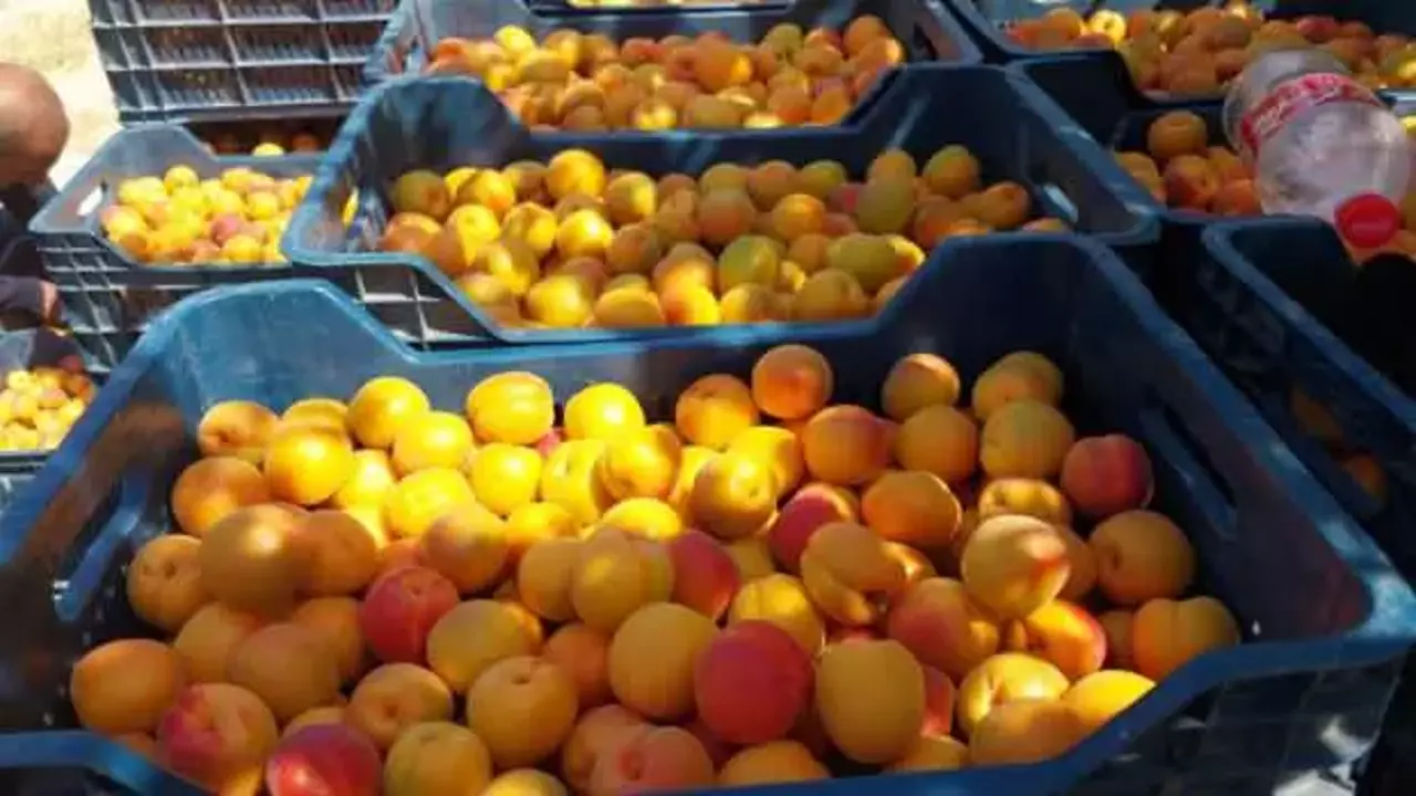Kayısıda hasat yoğunlaştı, ihracat başladı