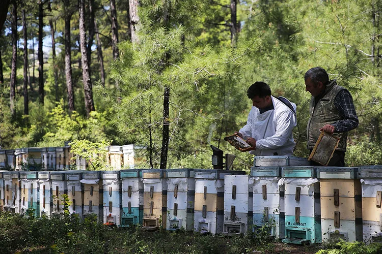 Arıcılık yapan genç çiftçi kendi ürünlerini aracısız satmak istiyor