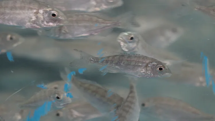 İzmit Körfezi’ne 6 bin balık ve 100 yapay resif bırakıldı