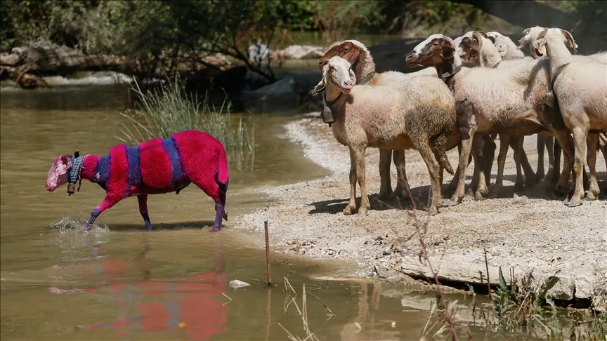 Denizli’nin Asırlık “Sudan Koyun Geçirme Yarışması” kuraklık nedeniyle temmuza alındı