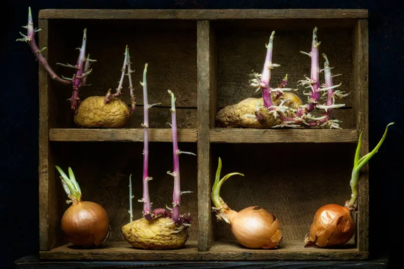 Yeşeren ve filizlenen patates, soğan ve sarımsak yenir mi?