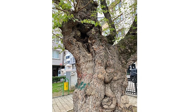 Asırlık ağacın yaraları sarıldı