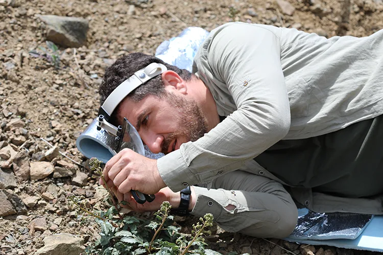 Zararlı böcekleri yaklaştırmayan bitkilerin kimyasal savunması araştırılıyor