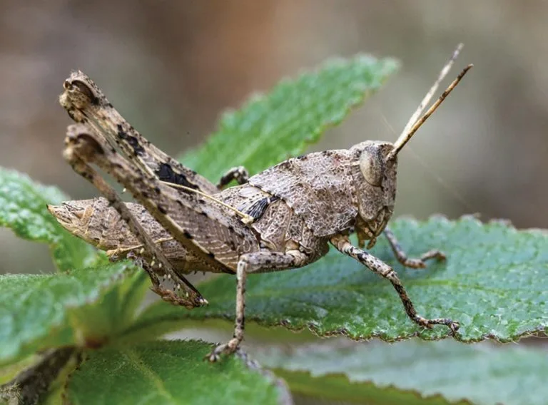 “Yaşayan Fosil”