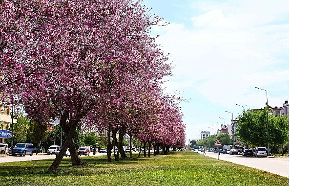 Antalya 4 milyon yazlık mevsimlik çiçekle yaza hazırlanıyor