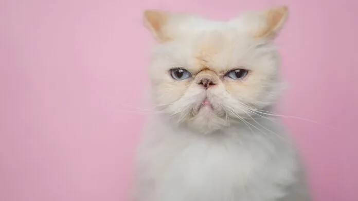 Kediler ve Köpekler Nasıl Birbirlerine Benzeyecek Şekilde Evrimleşiyor?