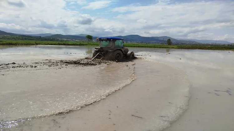 Sinop’ta 18 bin dekar alanda çeltik ekimine başlandı