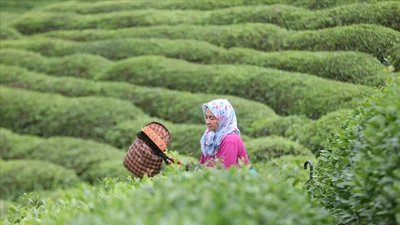 ÇAYKUR’da 2025 yaş çay kampanyası açıldı