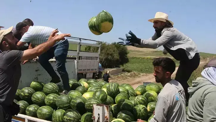 Karpuzda ilk hasat yapıldı… İşte tarladaki kilogram fiyatı