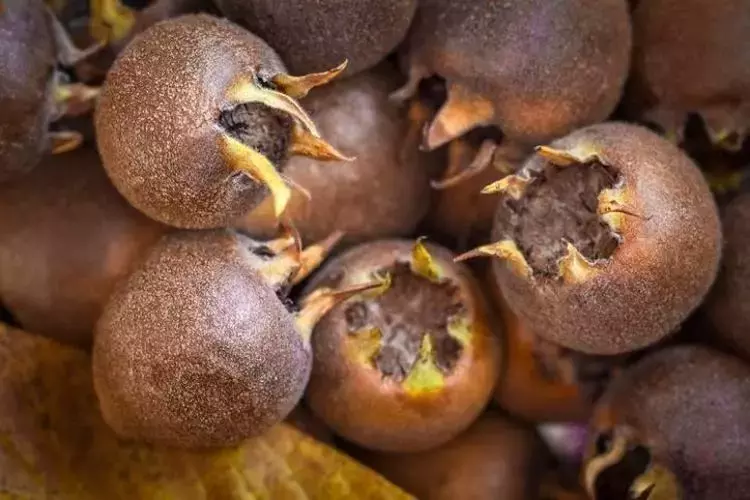  Doğal şeker ilacı, böbreklere reset atıp bağırsakları harıl harıl çalıştırıyor!