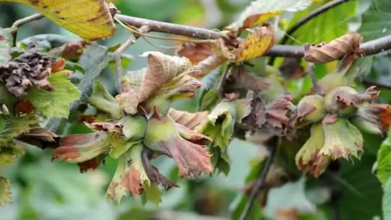 DKİB’ten açıklama: TMO deposundaki fındığı satışa çıkarmamalı