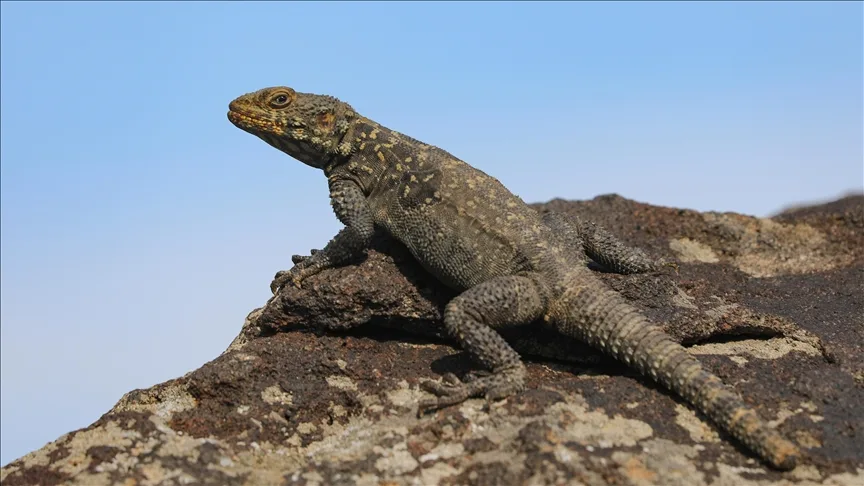 Ağrı Dağı’nın “lav kayalıkları” 37 amfibi ve sürüngen türüne ev sahipliği yapıyor