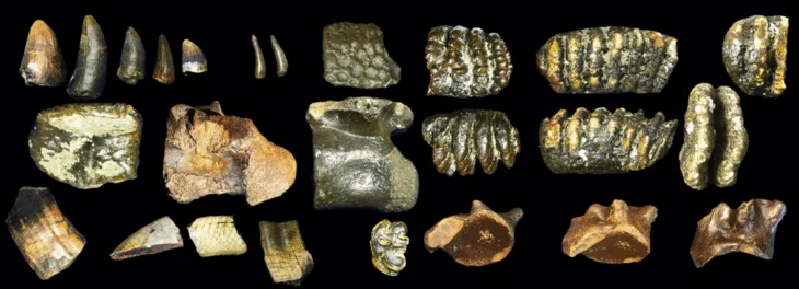 Batık Bir Yaşam ve Zeka Ülkesi