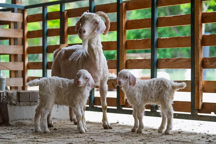 ​İzmir Doğal Yaşam Parkı’nda 70 yavru dünyaya geldi