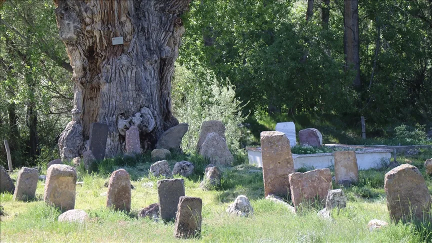 Türk boylarının mezarları 750 yıllık anıt ağacın gölgesinde zamana direniyor