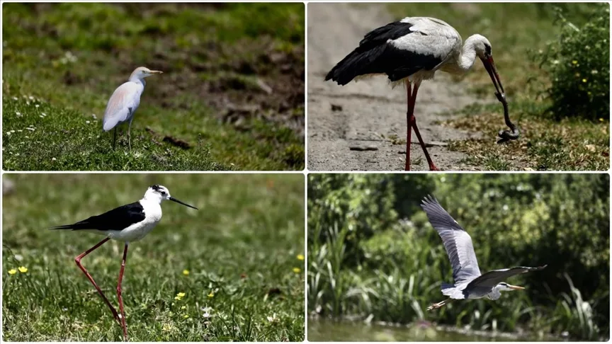 Göçmen kuşların Karadeniz’deki limanı: Kızılırmak Deltası