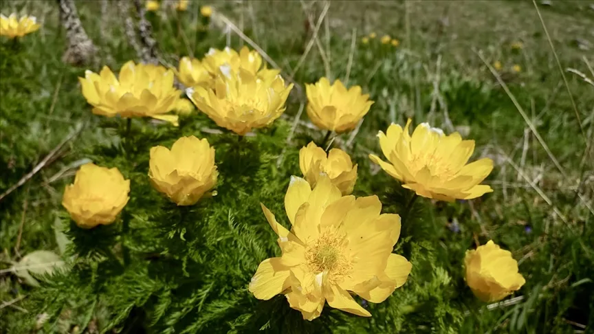 Giresun’da sarı dağ gülleri çayırları süsledi