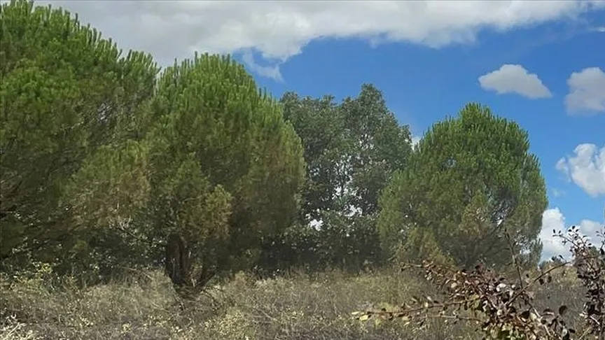 Denizli’de ormanlık alanlara girişler 5 ay süreyle yasaklandı