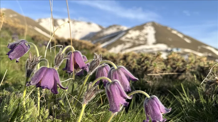 Palandöken Dağı eteklerinde açan mor ters laleler bölgeye renk kattı
