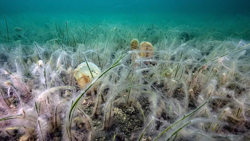Müsilaj gemilerde filtre ve motora da zarar veriyor