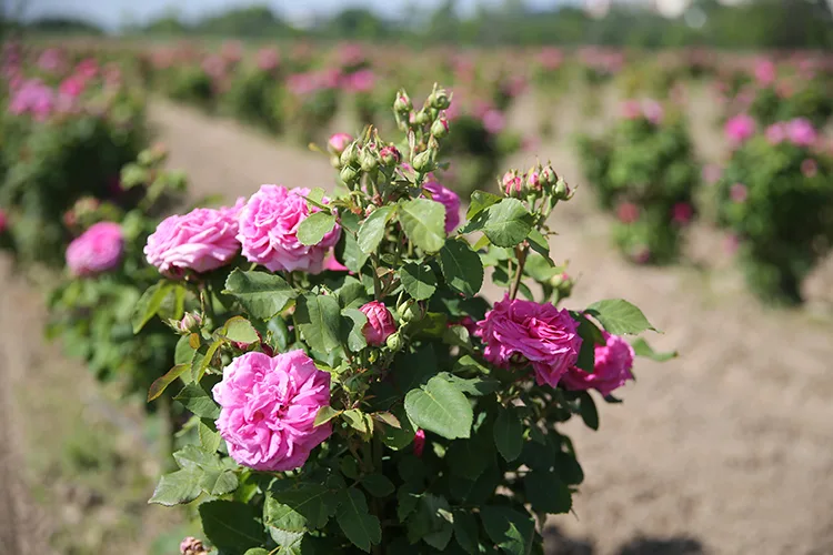 Pembe renkli Edirne gülü, ekonomik ve turistik değer haline getirilecek