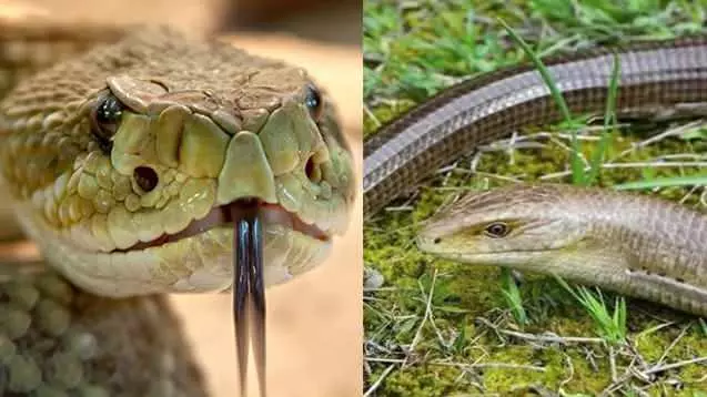 İyi mahsul almak isteyen çiftçiler dikkat! Yılana benzeyen bu gizemli canlıyı öldürmeyin