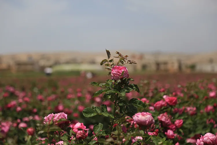 İdlib’de gül bahçeleri, çiftçilere yeni gelir kaynağı sunuyor