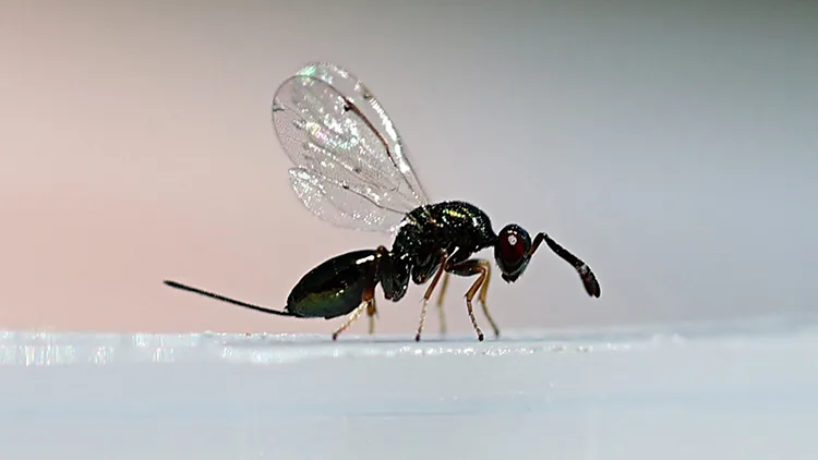 Samsun’da kestane gal arısı ile biyolojik mücadele için “torymus sinensis” doğaya salındı