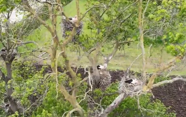 Karadeniz’in Sessiz Cenneti Kızılırmak Deltası