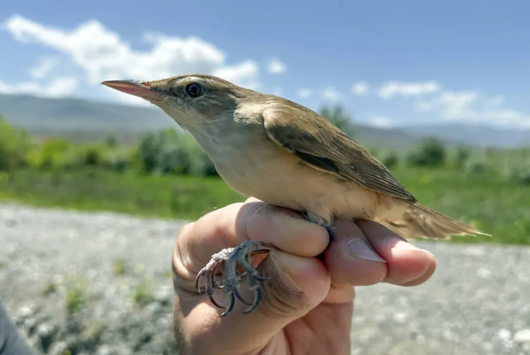 28 gramlık kuşun kıtalararası yolculuğu