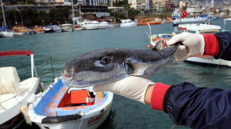 Balon balığı için verilen devlet desteği artırıldı