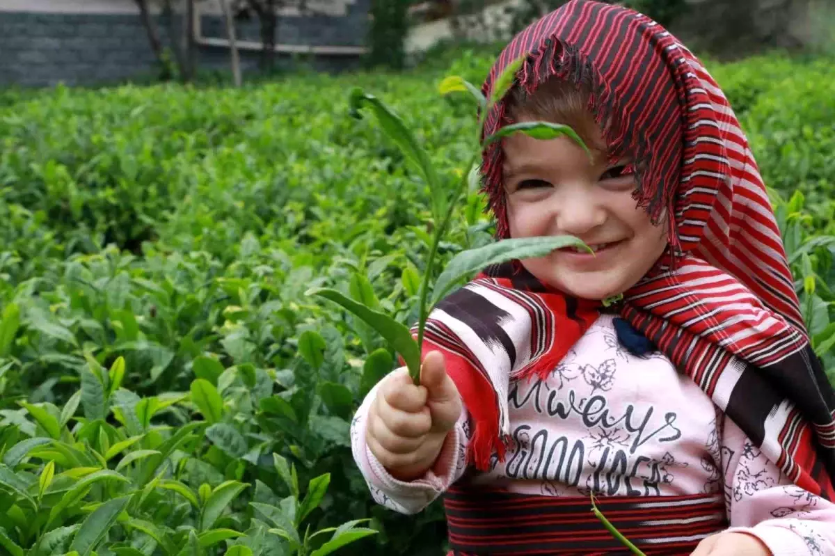 Rize’de Yaş Çay Fiyatı Tartışılıyor