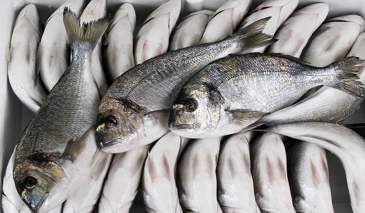 Tezgahların en pahalı balığı çupra oldu