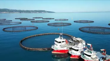 Türk Somonunun Hasat Dönemi Başladı