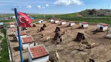 Kangal Köpeklerine Ortadoğu Talebi