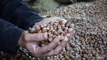 Fındık Fiyatları Sert Düşüşte