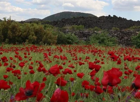 Büyüleyici manzara: Doğa gelinciklerle renklendi