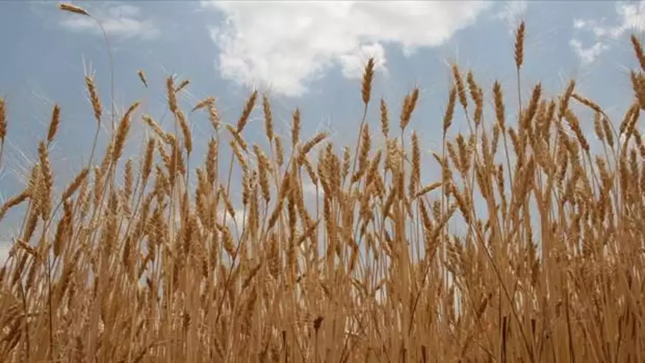 TMO, buğday ve arpa alımlarına 12 Mayıs’ta başlayacak