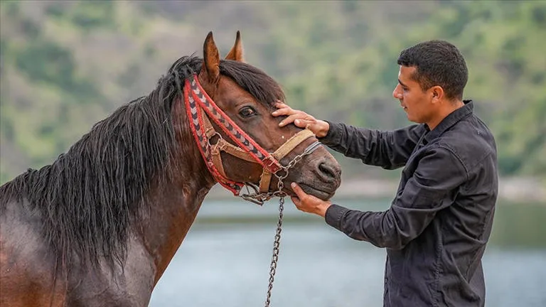 Atlarını nehirde yüzdürerek rahvan yarışlarına hazırlıyorlar