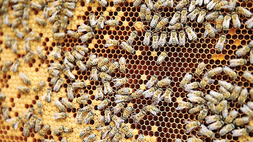 Artan sıcaklıklar arıların düzenini bozdu