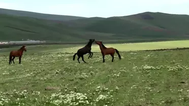 Kars’ta Yılkı Atlarının Doğadaki Güreşi Görüntülendi