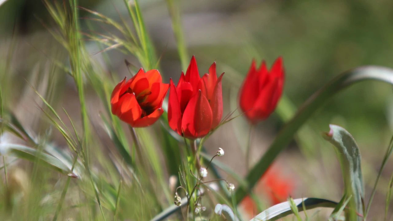Bu çiçeği koparan yandı… Cezası tam 557 bin TL!