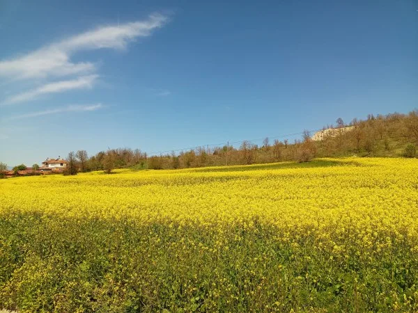Samsun’da Kanola Tarlaları Sarıya Büründü