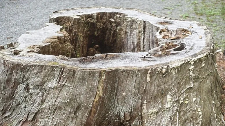 Bahçenizde kesilmiş bir ağaç gövdesi canınızı sıkıyorsa, çözümü çok basit!